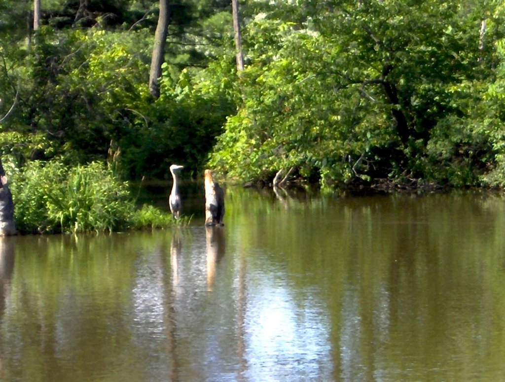 Le héron et son camouflage, Ile du moulin Terrebonne by Richard Mc Neil