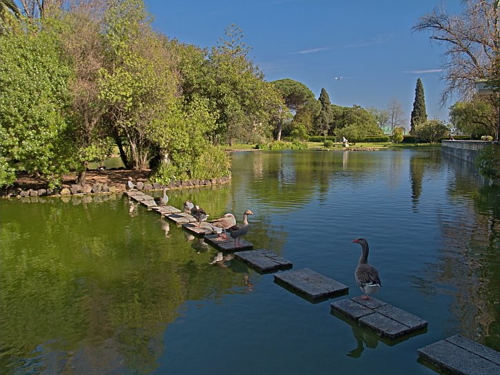 Lake near Estufa Fria by Jose Mario Pires