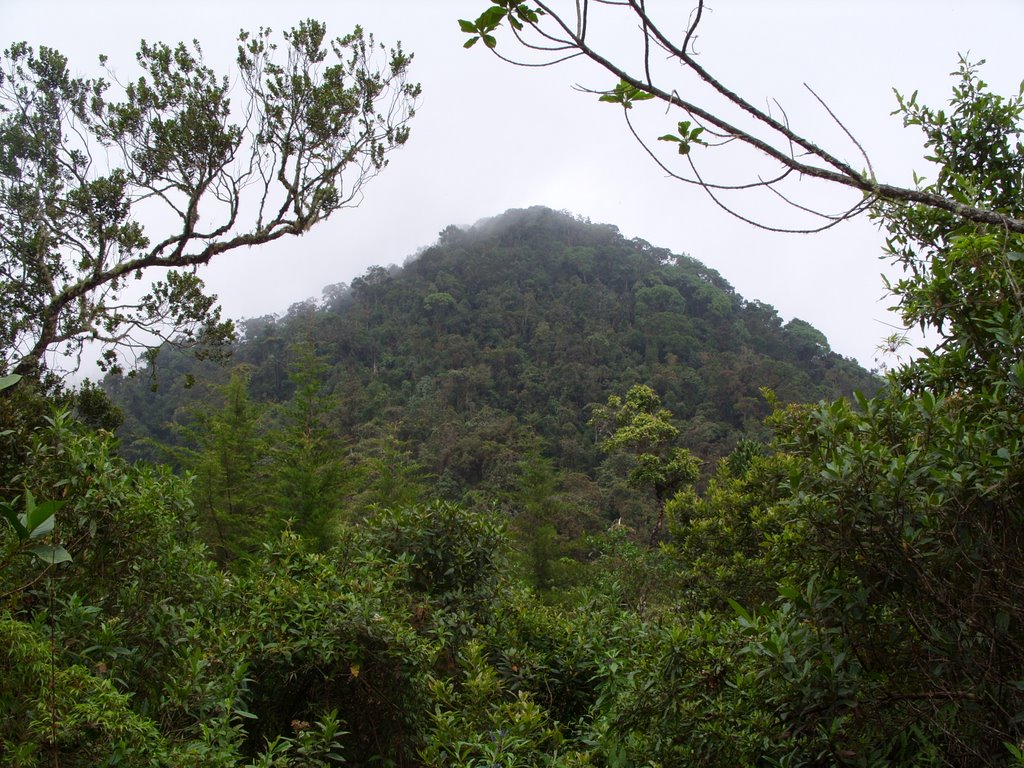 Cumbre. Caldas Ant. by José María Ruiz Pala…