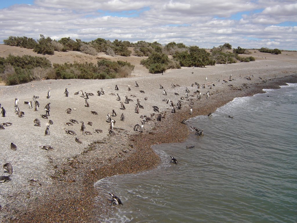 Pinguinos by José Eduardo Ballada…