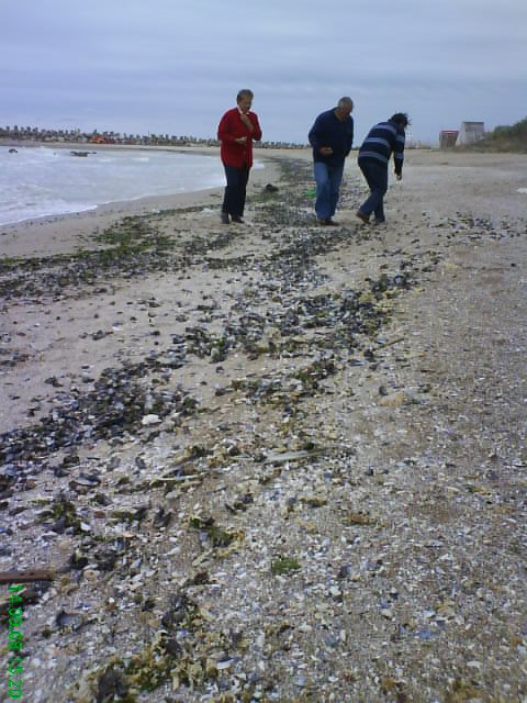 La mare... cautare e scoici 2 by smarkBV