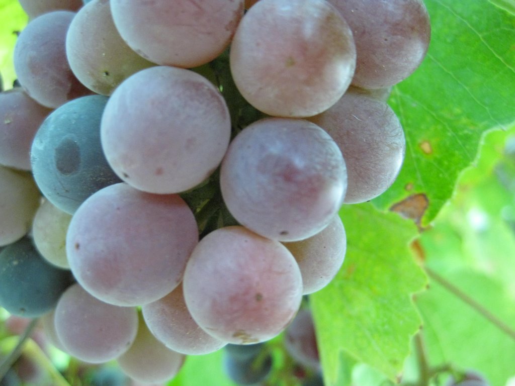 Grapes from Geranion Village by garry_weber