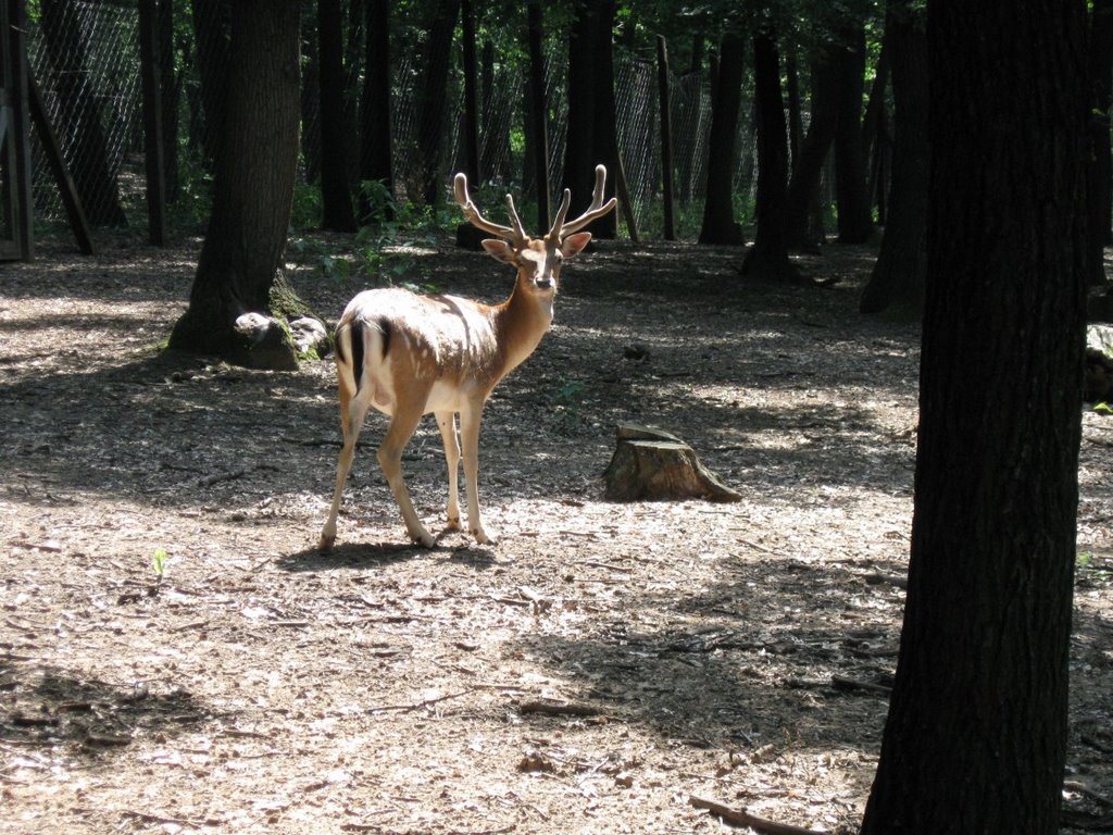 Deer by Mihaly Barosi