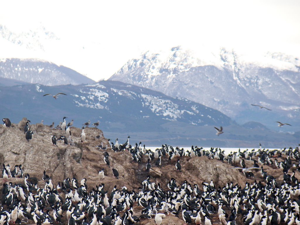 CORMORANES- ISLA DE LOS PAJAROS, ANALIA by Analia Veronica