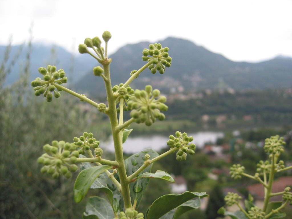 Lago di Muzzano by roberto.lampertico