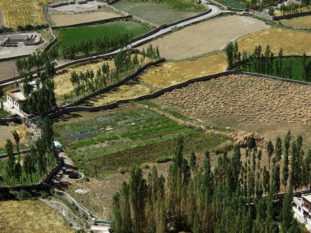 Detail of crop fields, from Thiksey gompa by mottoth