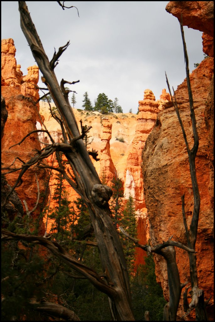 Bryce Canyon...C by americatramp