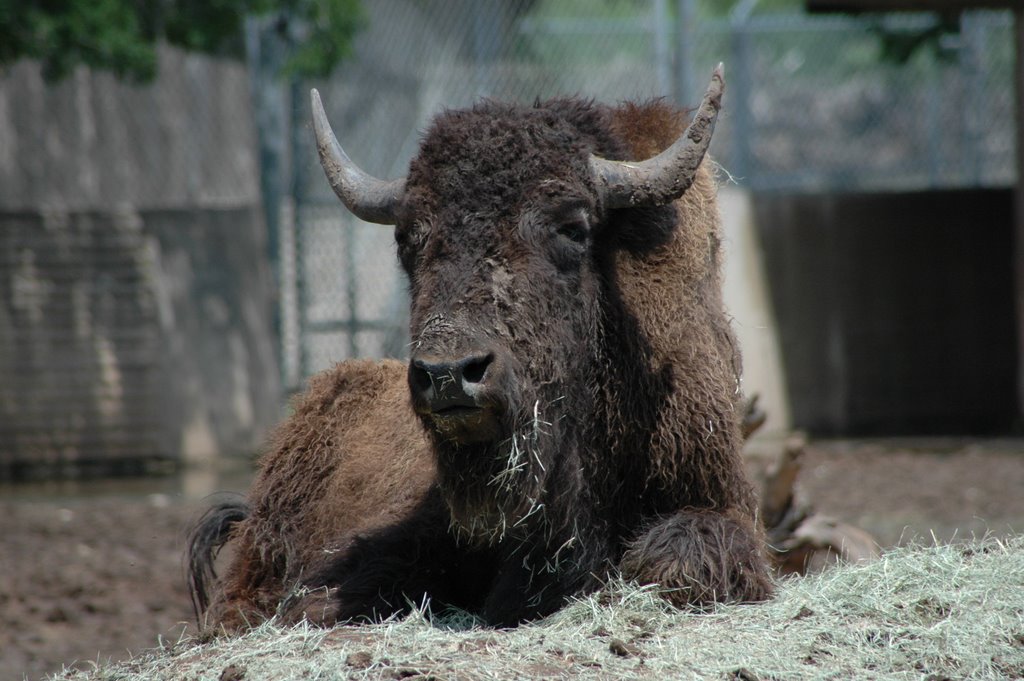 Abeliene, TX - Abeliene Zoo - American Bison by spronco