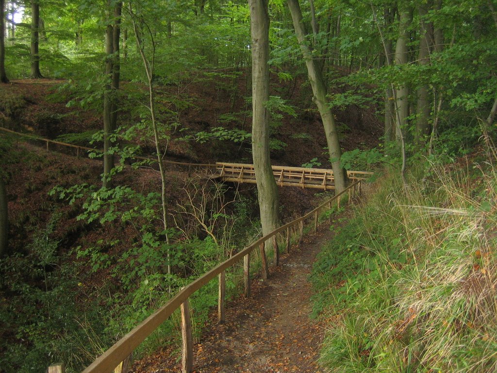 Kollunder Wald by Felix Hansen