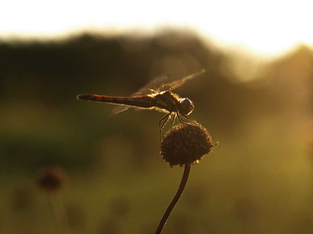 A dragonfly in the sunset light by tade KS