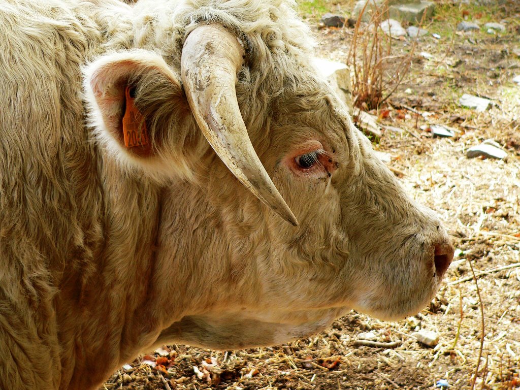 Toro semental en un cobertizo de la Cumbre Caceres. by Jose Luis hernandez …