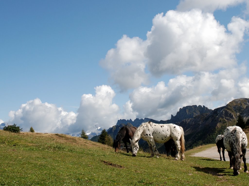 Cavalli a Passo Valles by Giuseppe Izzi