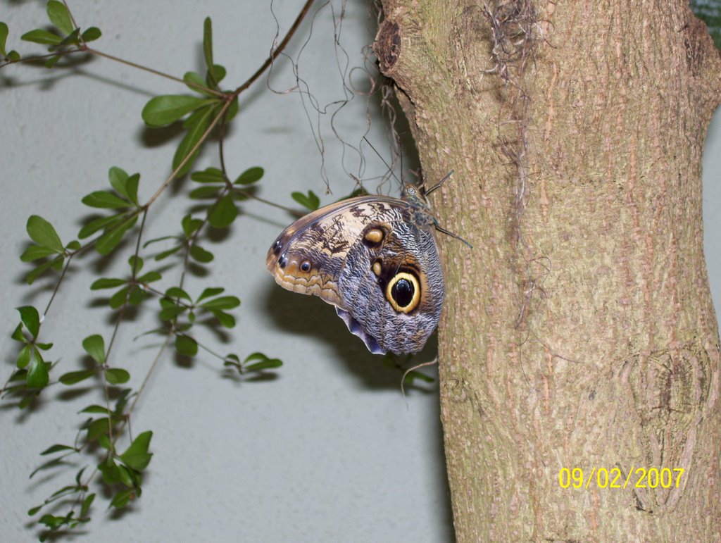 Butterfly Michigan Zoo by semape