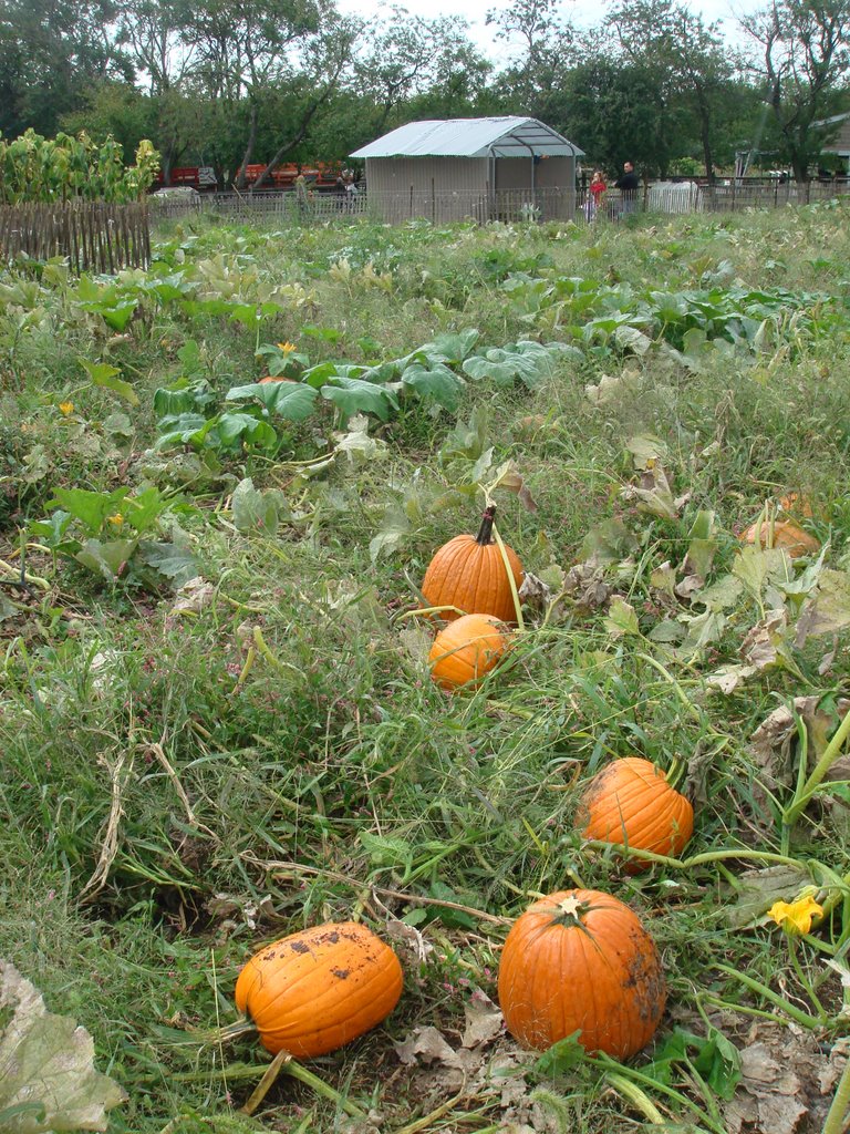 Citrouilles..pumpkins by thiera