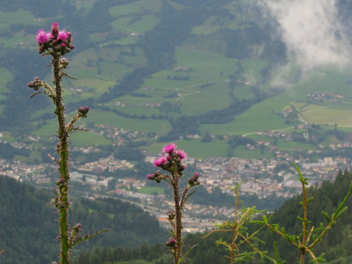 Flores em Sankt Johann im Pongau by MarcusDavis