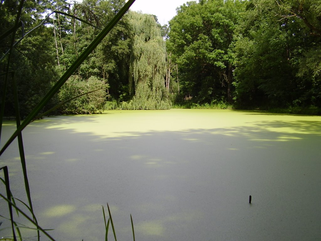 Teich im Schlosspark Plaue, BE by Bernd Elsner