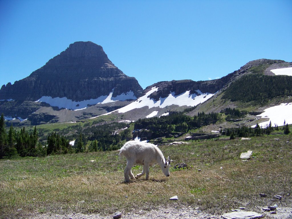 Logan Pass, Hidden Lake Trail Aug 4 2008 by goofenoff