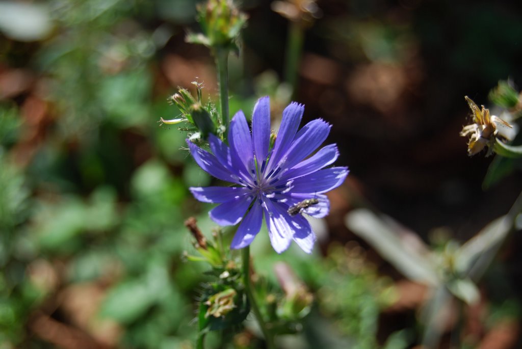 Natura by padello