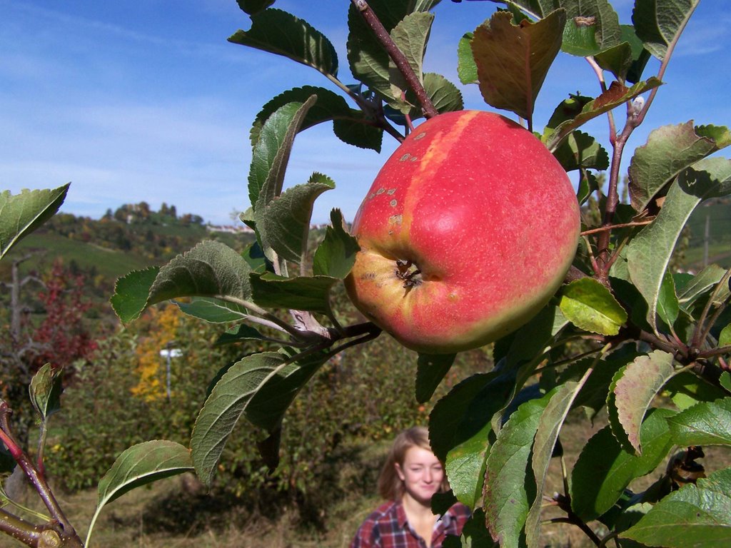 Roter Apfel vor Rotenberg 2 by Hartmut Scheuter