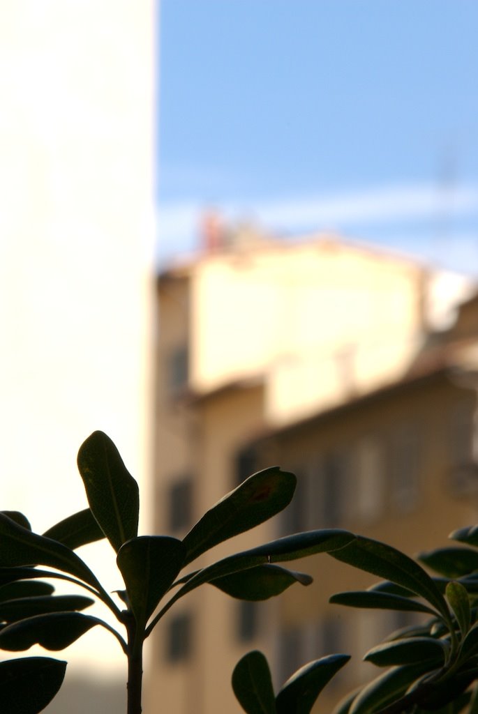 Piazza Santo Spirito by Peter Swozilek