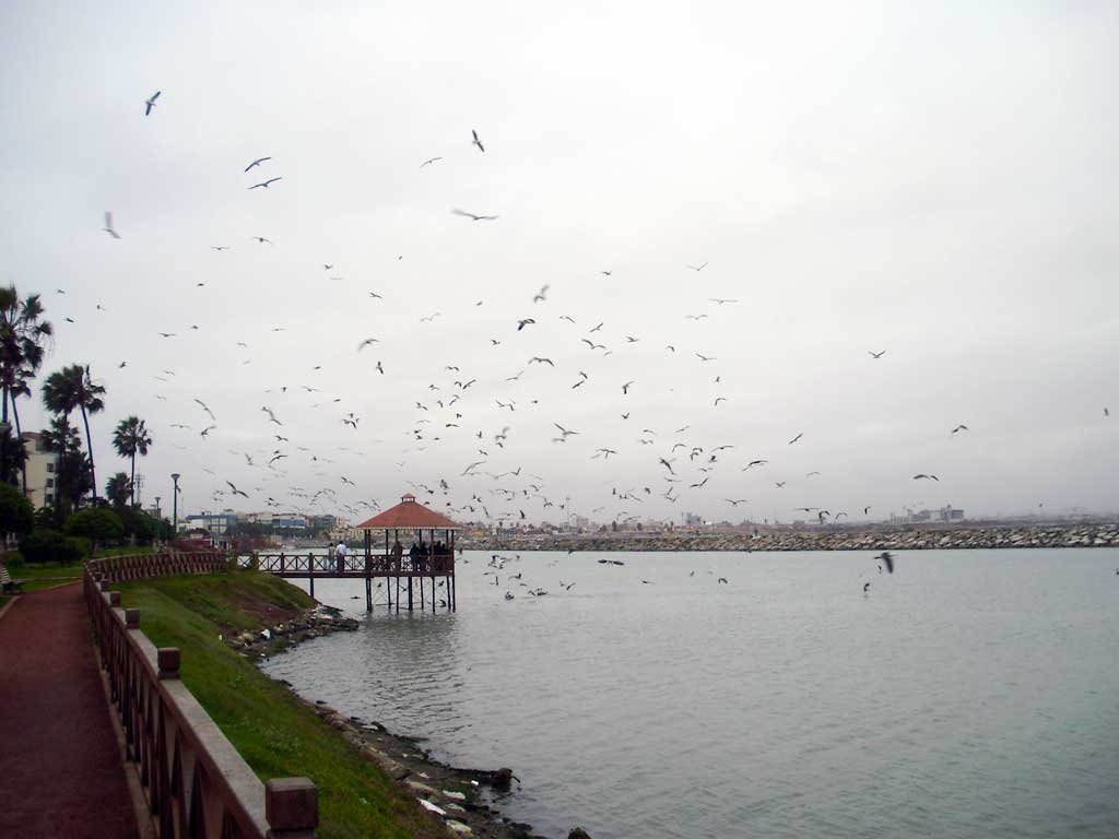 Gaviotas asustadas por pelícanos advenedizos by KmrojasA