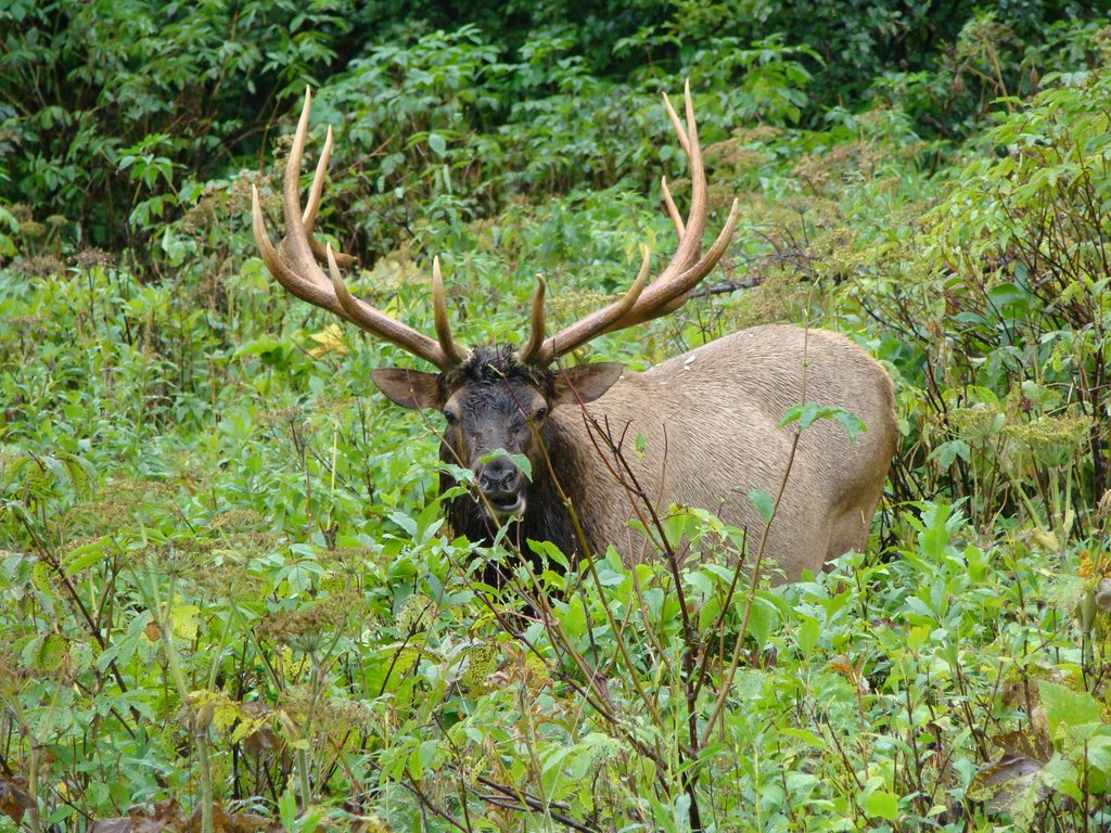 Wild Elk near Takakkaw Falls by Perry Tang