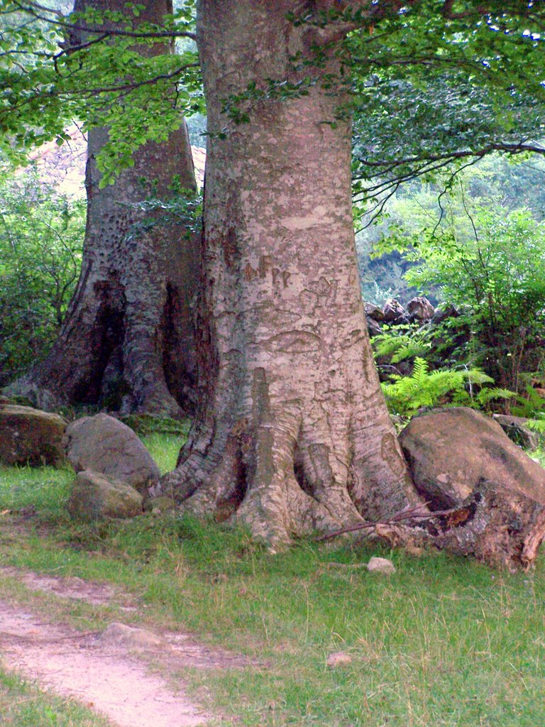 Parque natural del Ason arboles Singulares, Hayas. by javier1