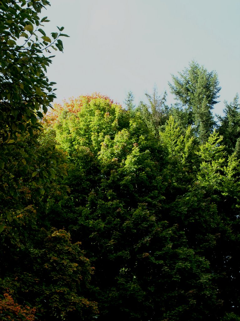 Herbst im Schwarzwald by Parvis