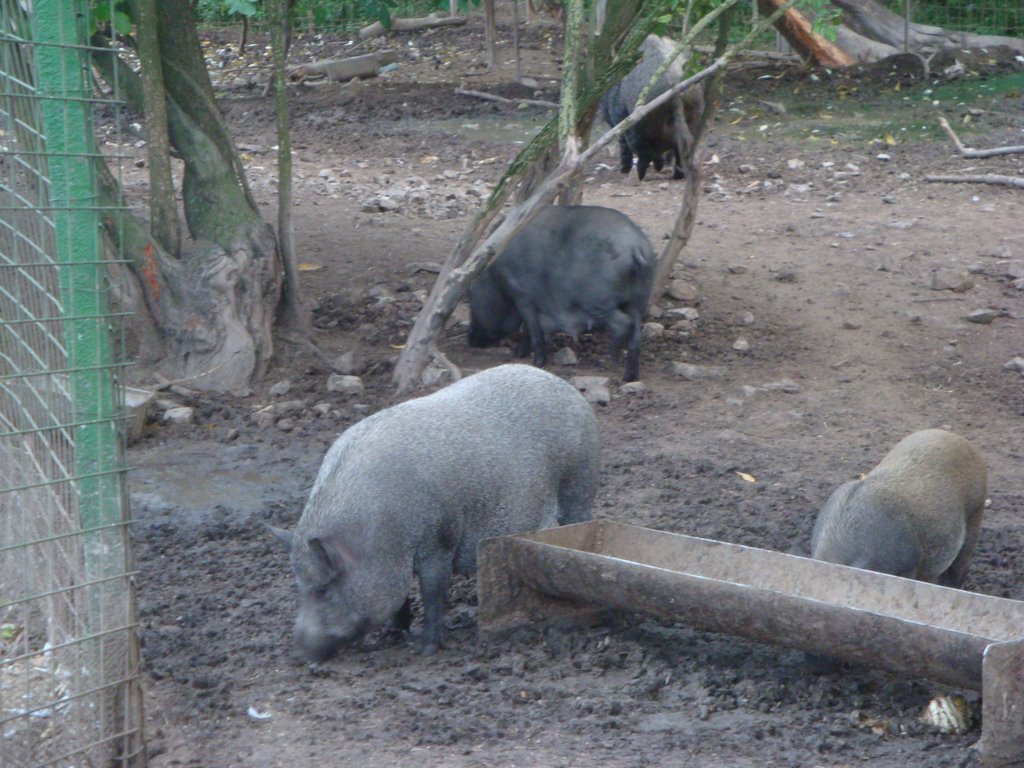 Ranč pod Babicou - Mini ZOO by a.margetin