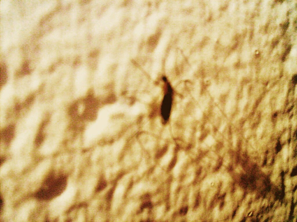 Mosquito en la pared by jesus f sm