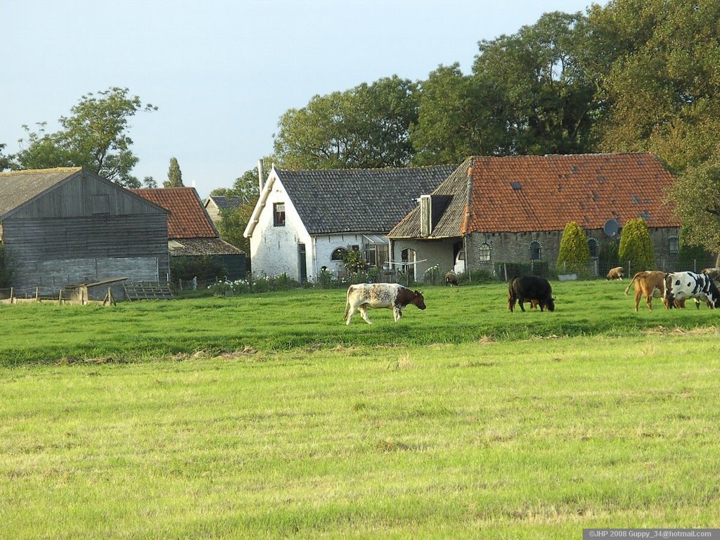 Old farmhouses and Cows near De Zweth by guppy_34