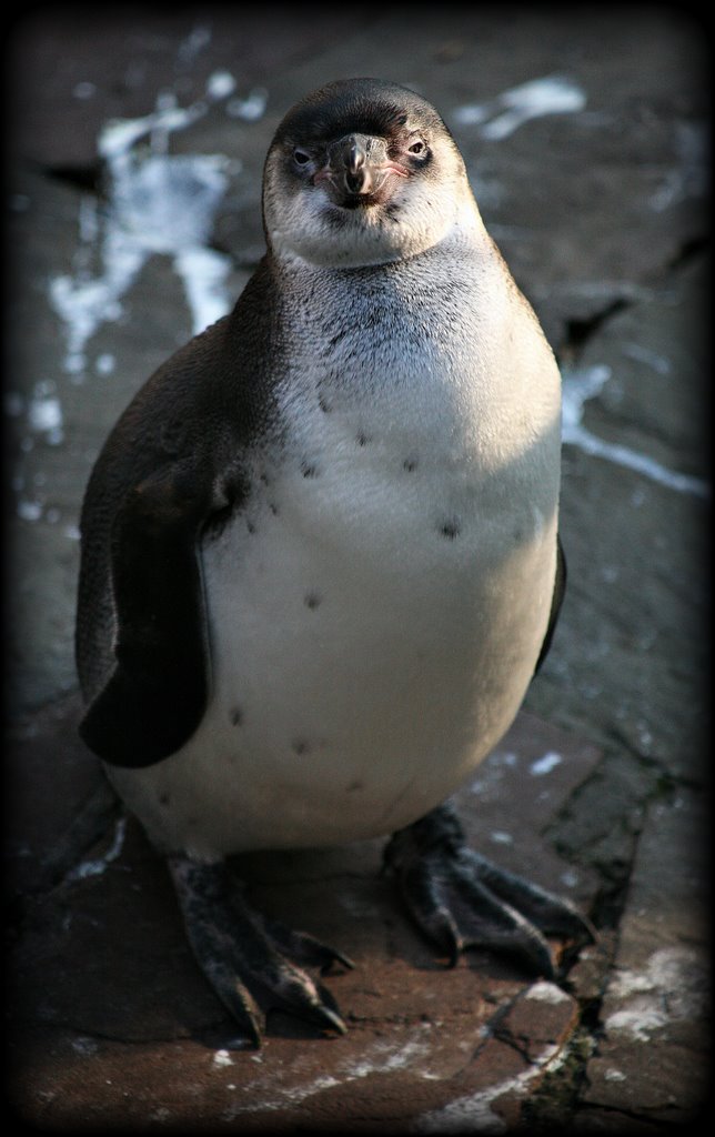 Zoo Antwerpen, Antwerpen, België by Hans Sterkendries