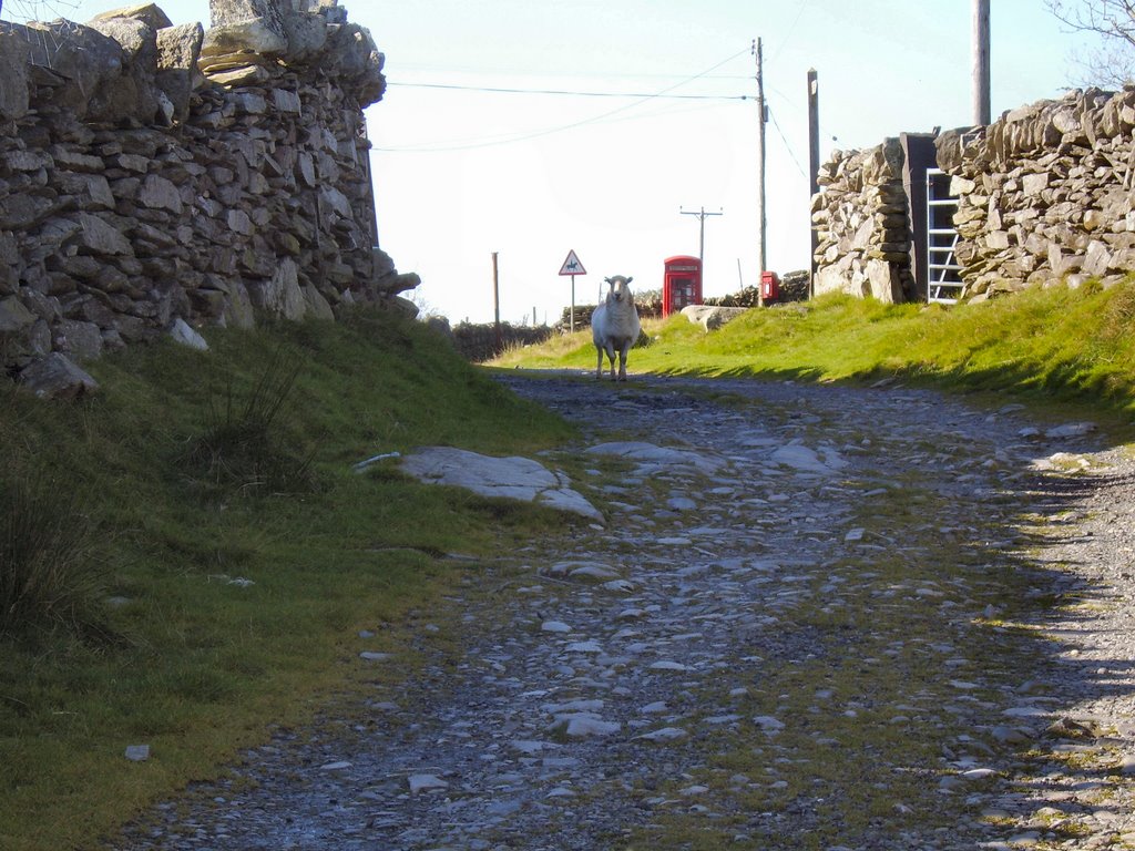 The end of the lane with Telephone, post box and sheep by John Mulder