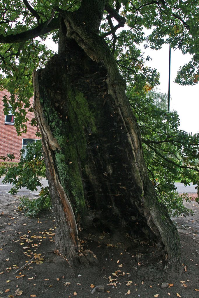 Heilige Eik van Den Hout / Holy Oak of Den Hout (Netherlands) (DETAILS: SEE COMMENTS) by Vincent Mauritz