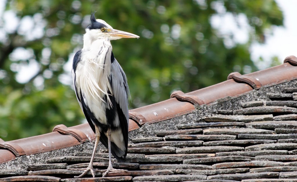 Heron Bercy by JLDR