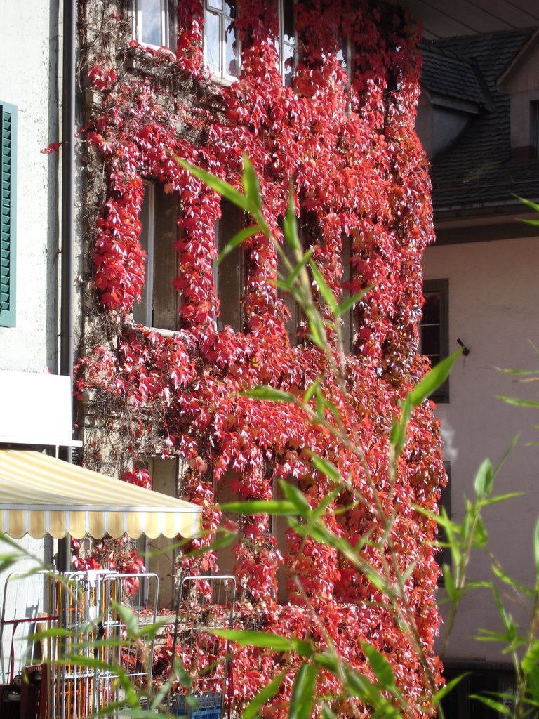 Herbstfarben in Burgdorf / Hofstatt by (pewü)