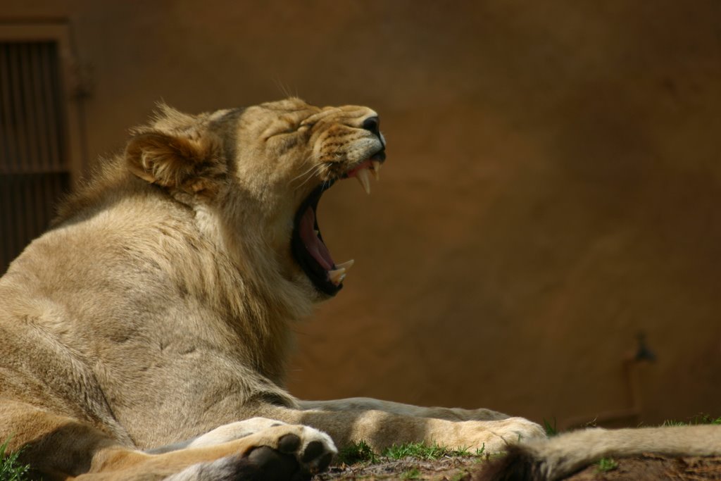 Lioness - Adelaide Zoo by scooby00