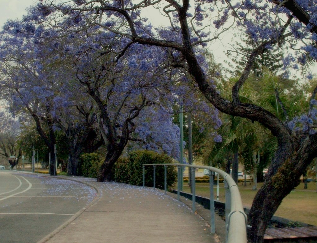 Curvaceous....Jacaranda trees in the Memorial Park, Gympie. by Sue Allen