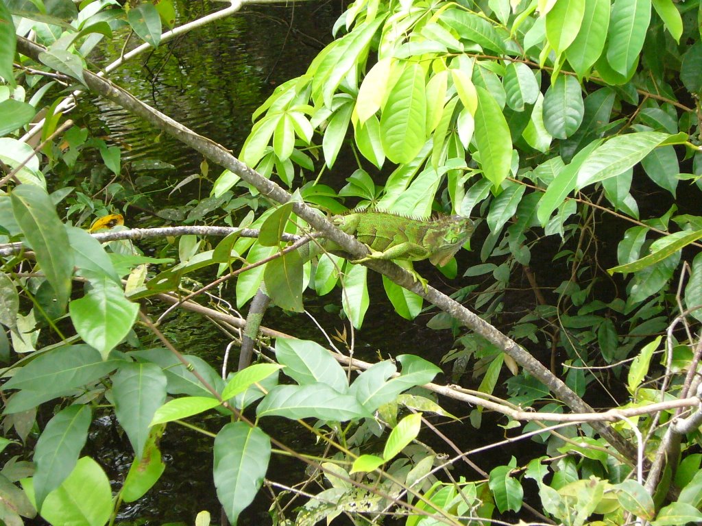 Tortuguero, Limón Province, Costa Rica by MindTwist