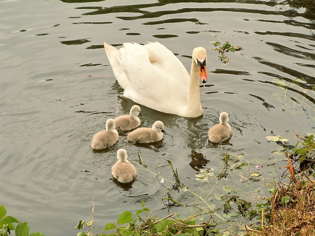 Swan and Cygnets by dave.mackay