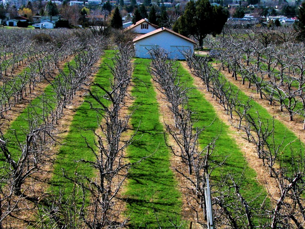 Apple Orchard by Edwin Brion