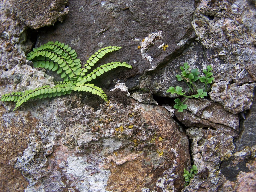 Growth in Wall at Cill Chriosd by The_Black_Bear