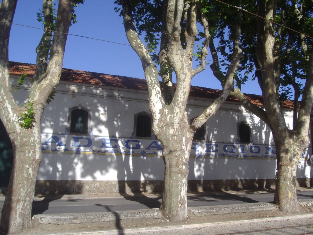 Winery in Colares by meryon