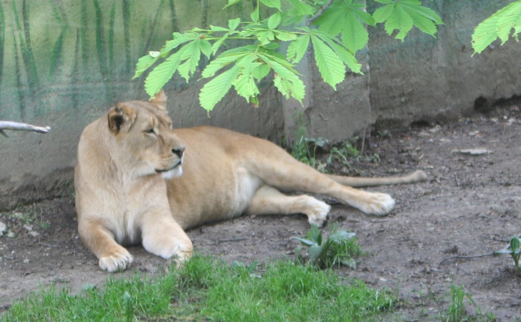 Leoaica Zoo Targoviste by agathacrys