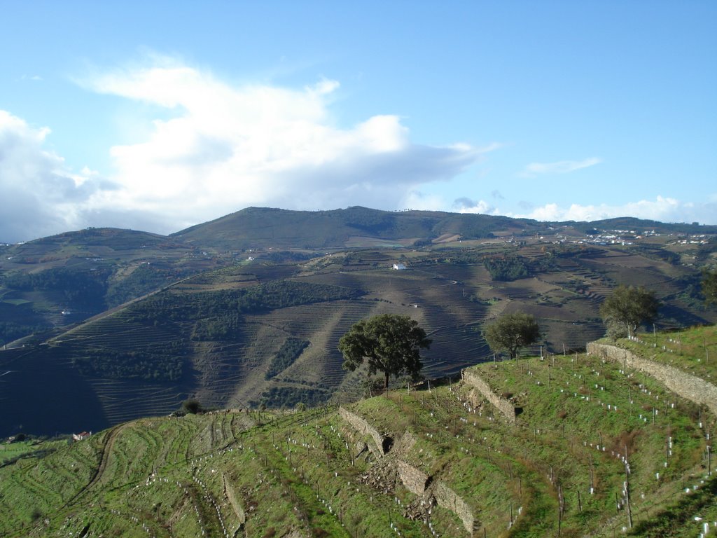 Douro - stepped wineyards by Gríseo Cacir