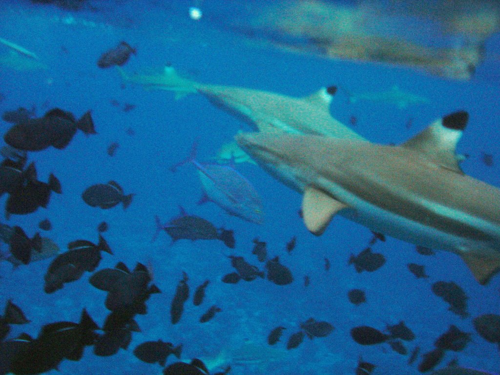 Bora bora shark feeding by Dimitris Meletis