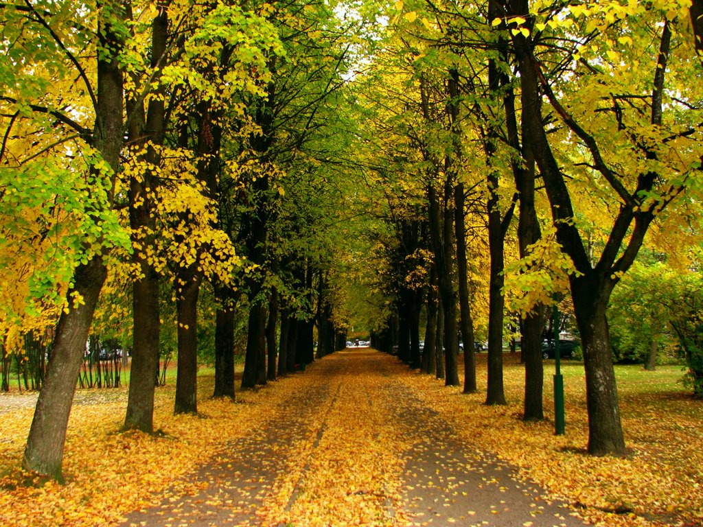 Lime tree alley in Girionys by Alfas.Pliura