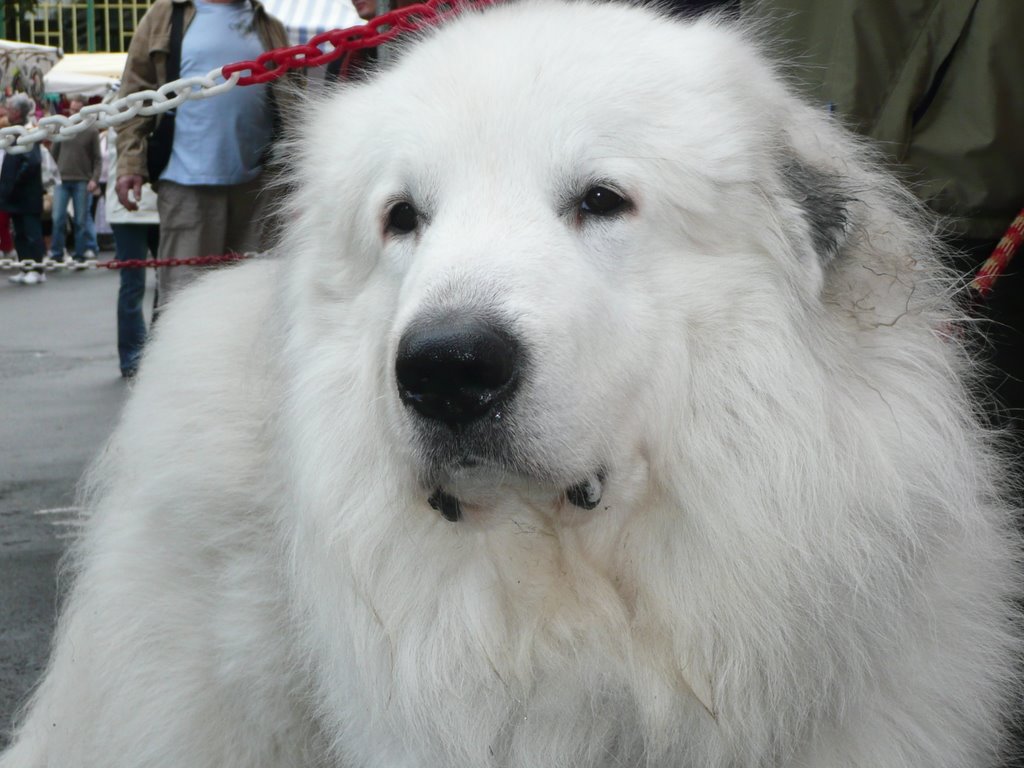 Cauterets - un magnifique "patou" ou "chien de montagne des Pyrénées" by Maryse Trezy