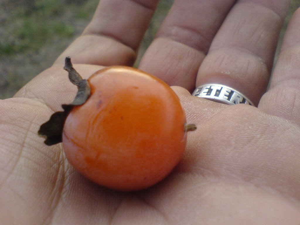 A juicy Persimmon by Dennis Mott