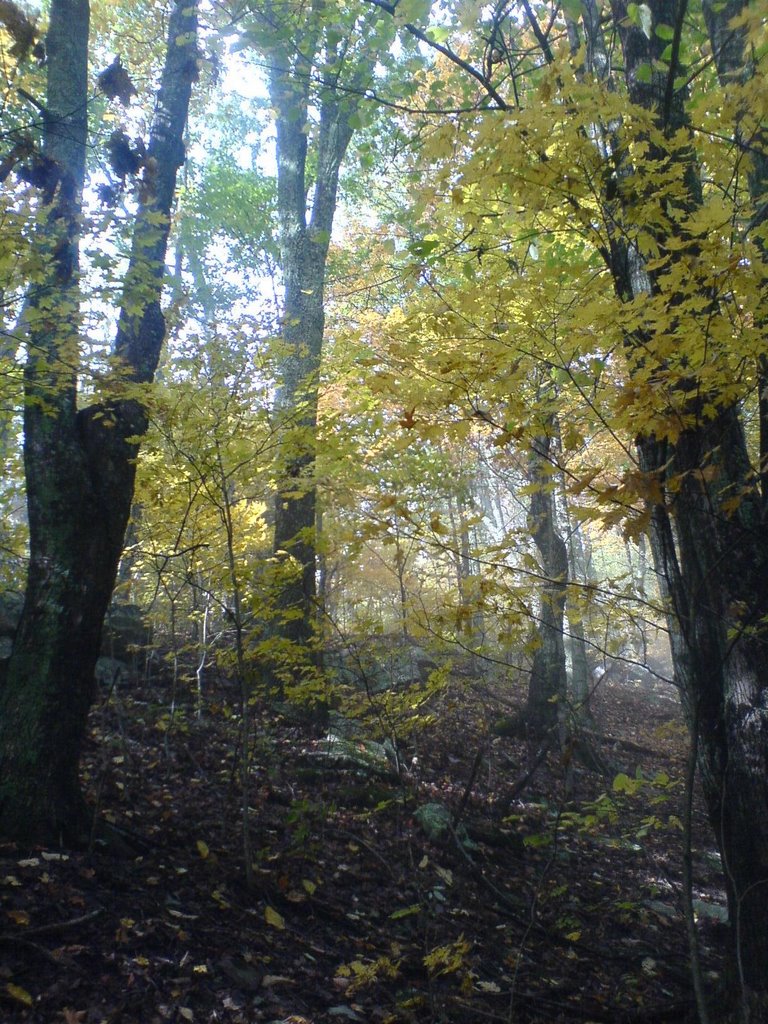 Fall at Hunters Gap by DMPhotoTags